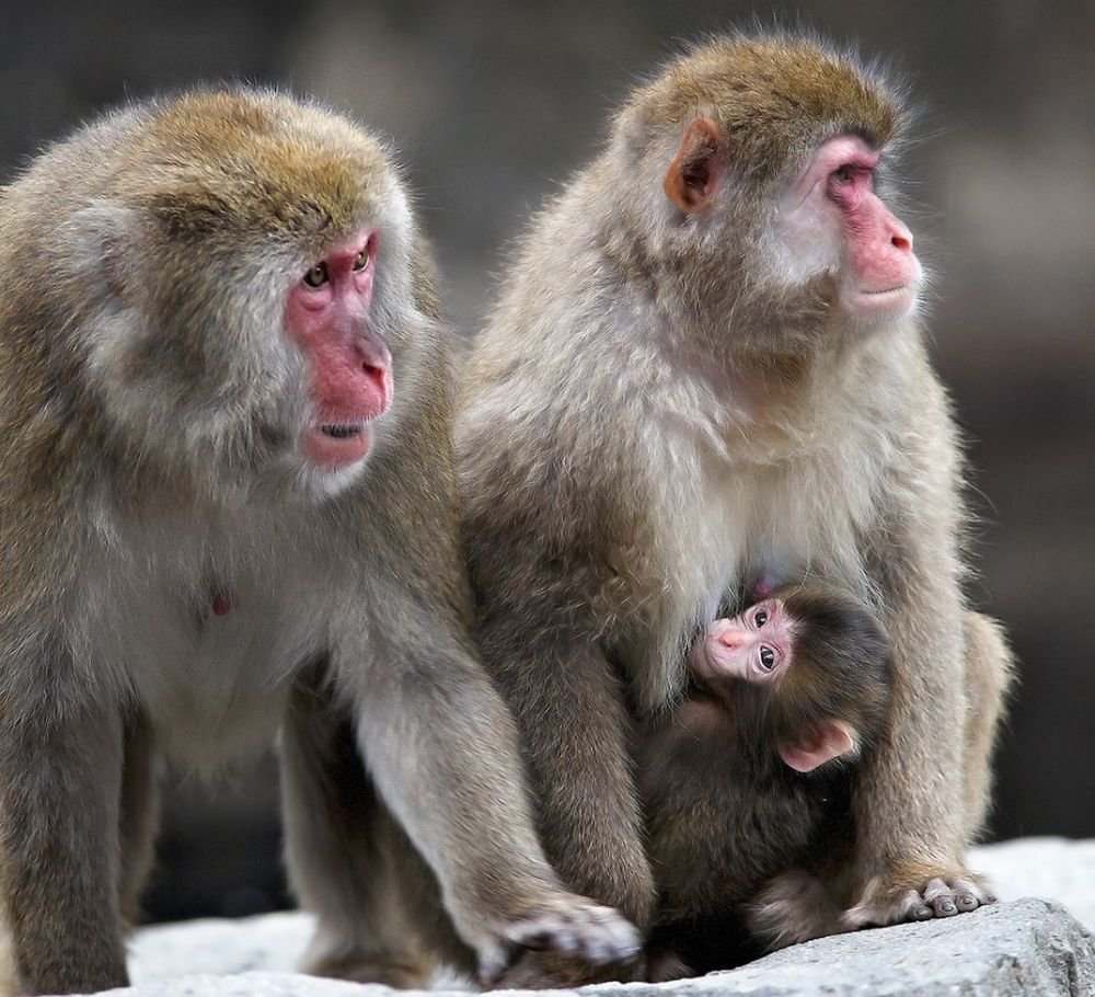 Snow Monkeys at Central Park Zoo Discover These Playful Primates in NYC 1 Snow monkeys sitting on rocks at the Central Park Zoo in New York City